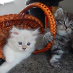 Katzen