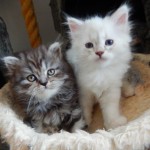 Katzen