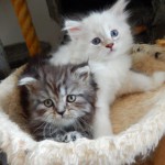 Katzen
