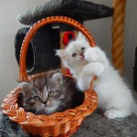 Katzen