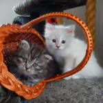 Katzen